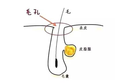 “上海美莱微针”为您调整皮肤水油状态提升皮肤健康度