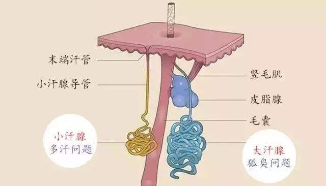 美莱科普|为什么秋冬是治疗腋臭黄金季节