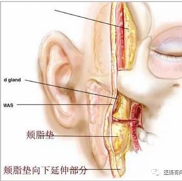 去颊脂垫手术上海哪里做的好