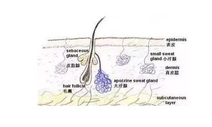 美莱科普丨毛孔粗大引发的问题是如何形成的