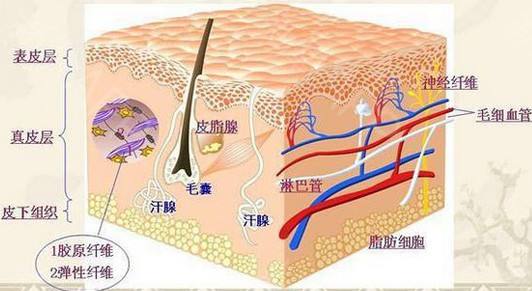 上海做埋线提升的效果能维持多久