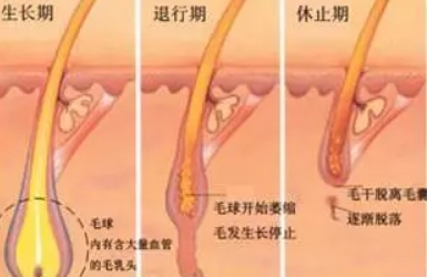 腋下脱毛多久脱一次