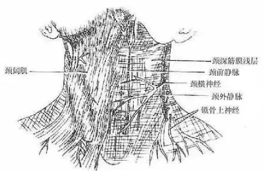 为什么会有颈纹呢？女人颈纹是什么原因