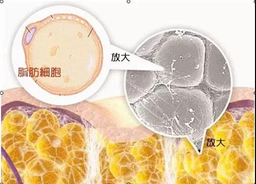 上海做太阳穴用自体脂肪填充安全吗